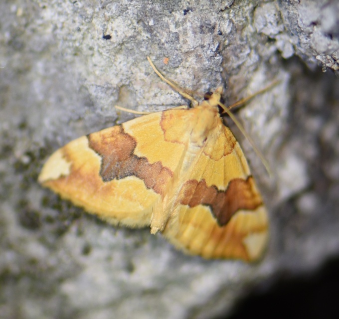 Cidaria fulvata - rózsaaraszoló