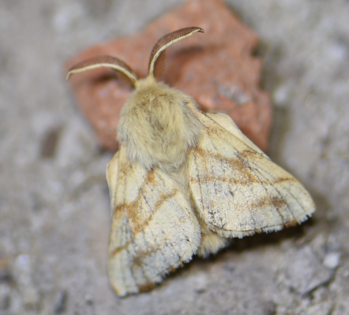 Malacosoma castrensis - kutyatejszövő
