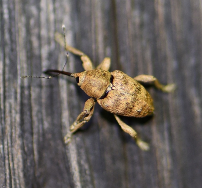 Curculio venosus - tarajos zsuzsóka