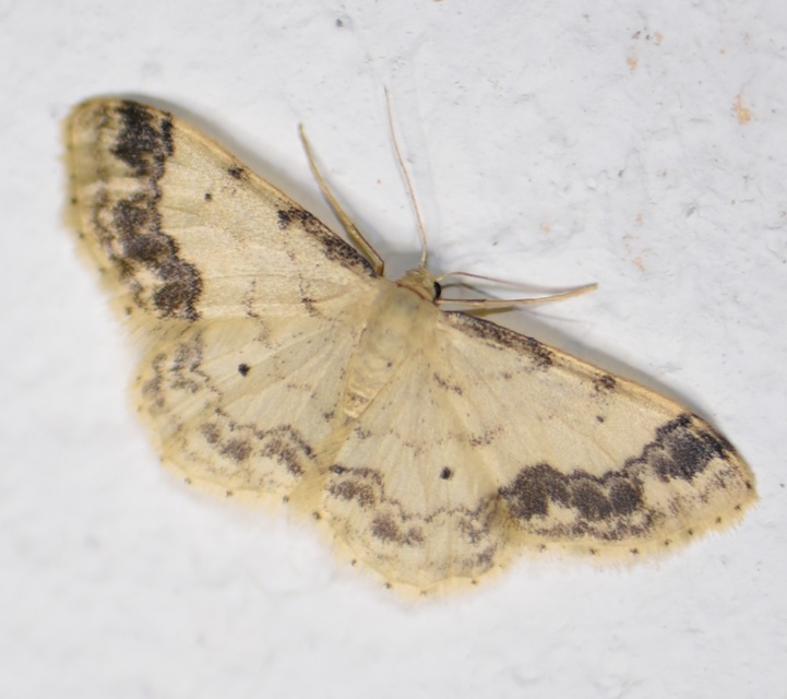 Idaea trigeminata - csúcsfoltos apróaraszoló