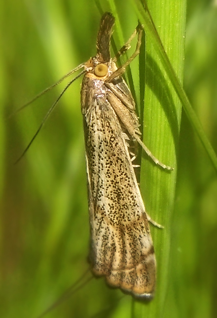 Thisanotia chrysonuchella - tavaszi fűgyökérmoly