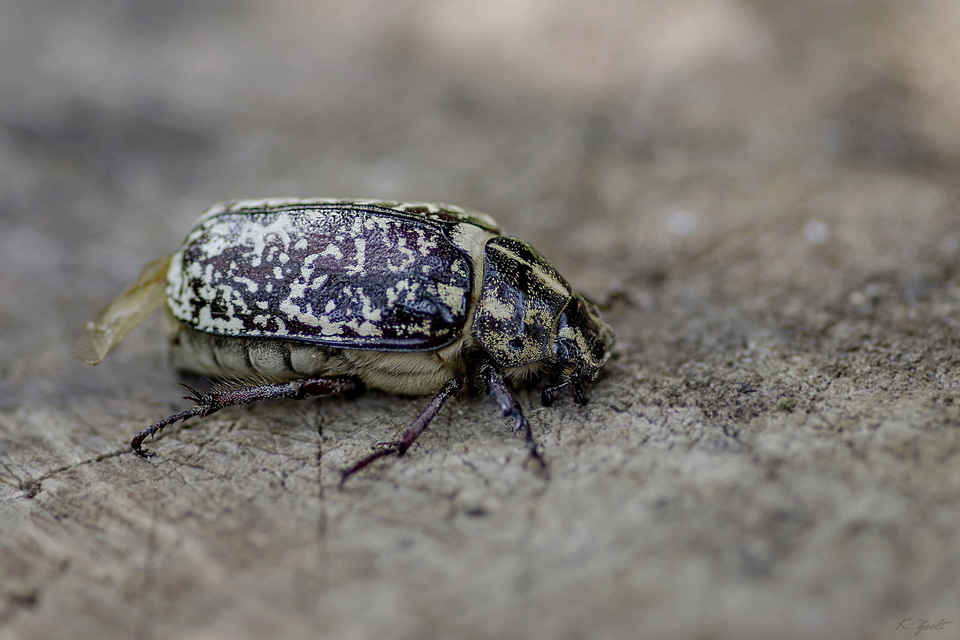 Polyphylla fullo - csapó cserebogár