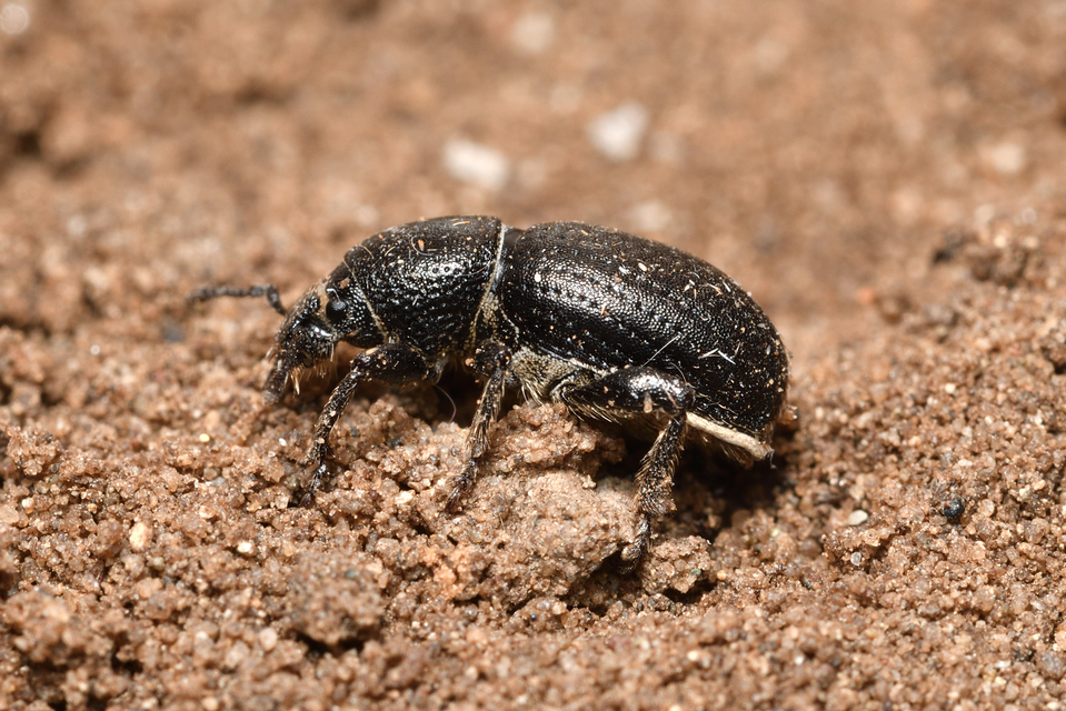 Psallidium maxillosum - fekete barkó