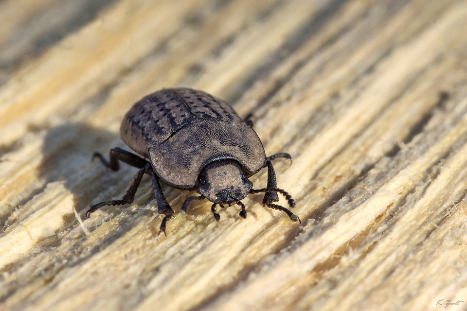 Opatrum sabulosum - sároshátú gyászbogár