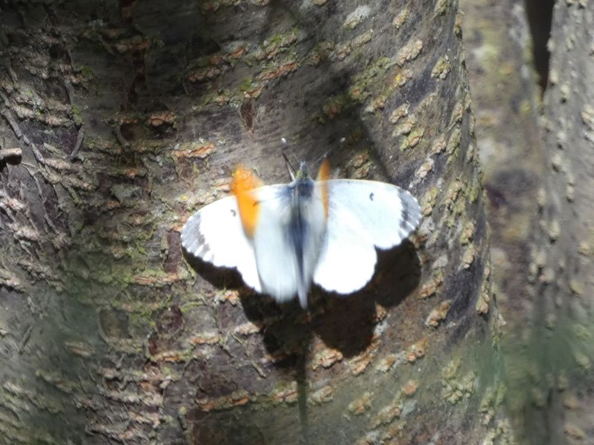 Anthocharis cardamines - hajnalpírlepke