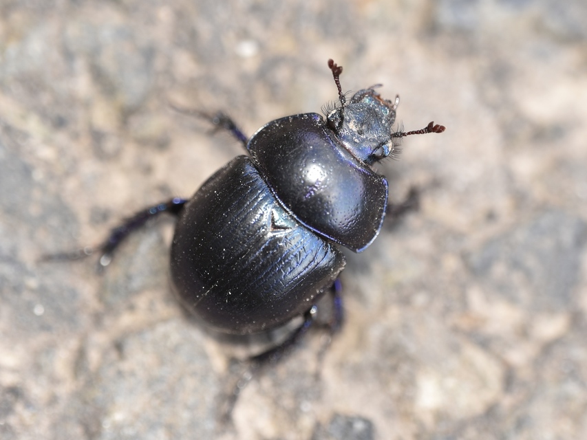 Anoplotrupes stercorosus - erdei álganéjtúró