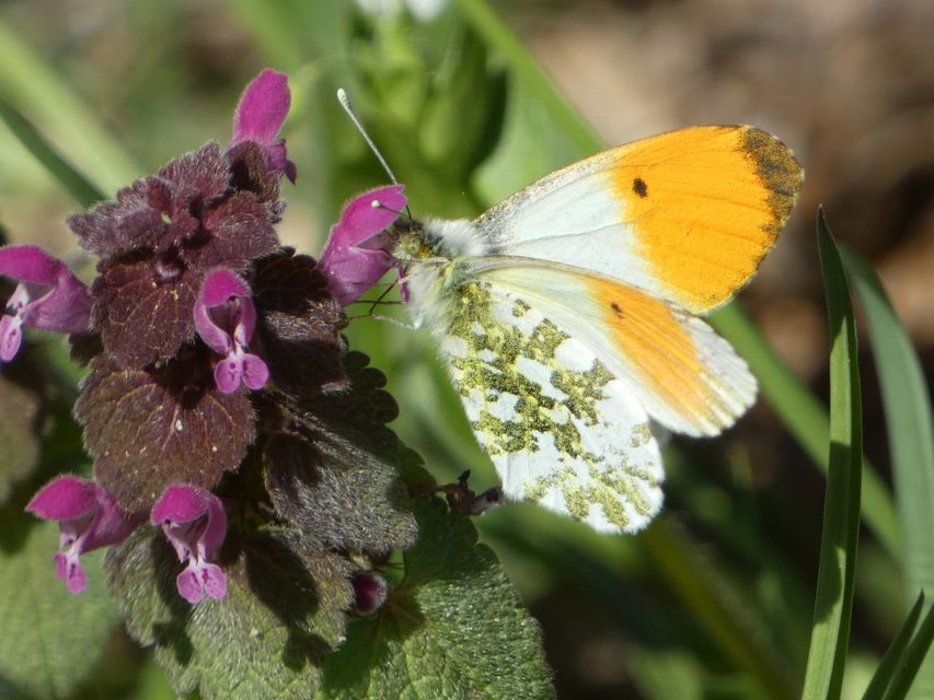 Anthocharis cardamines - hajnalpírlepke