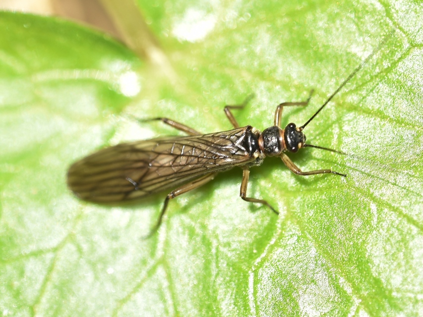 Plecoptera - Álkérészek