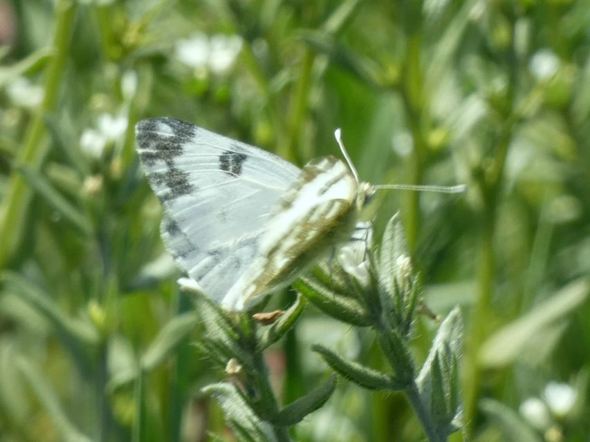 Pontia edusa - rezedalepke