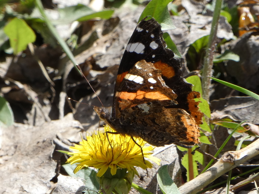 Vanessa atalanta - atalantalepke