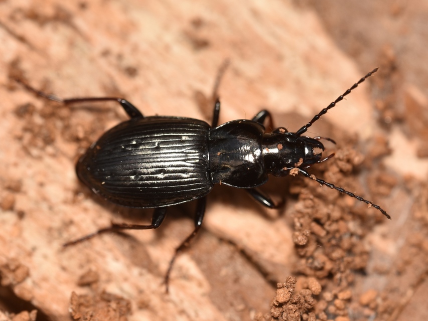 Pterostichus oblongopunctatus - gödörkés gyászfutó