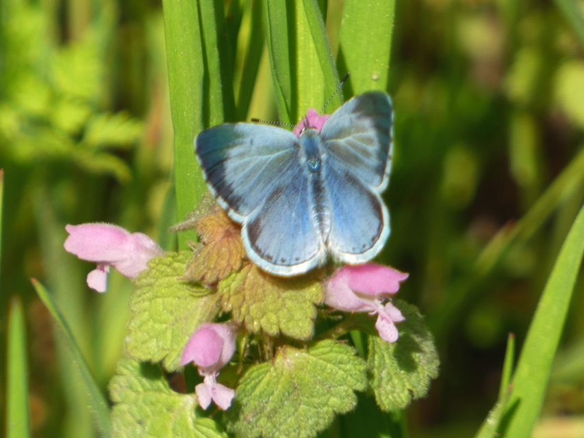 Celastrina argiolus - bengeboglárka
