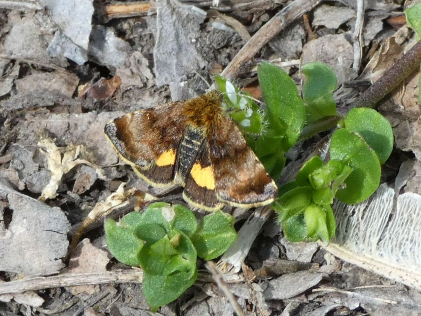 Panemeria tenebrata - apró sárgabagoly