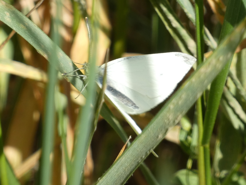 Pieris rapae - répalepke