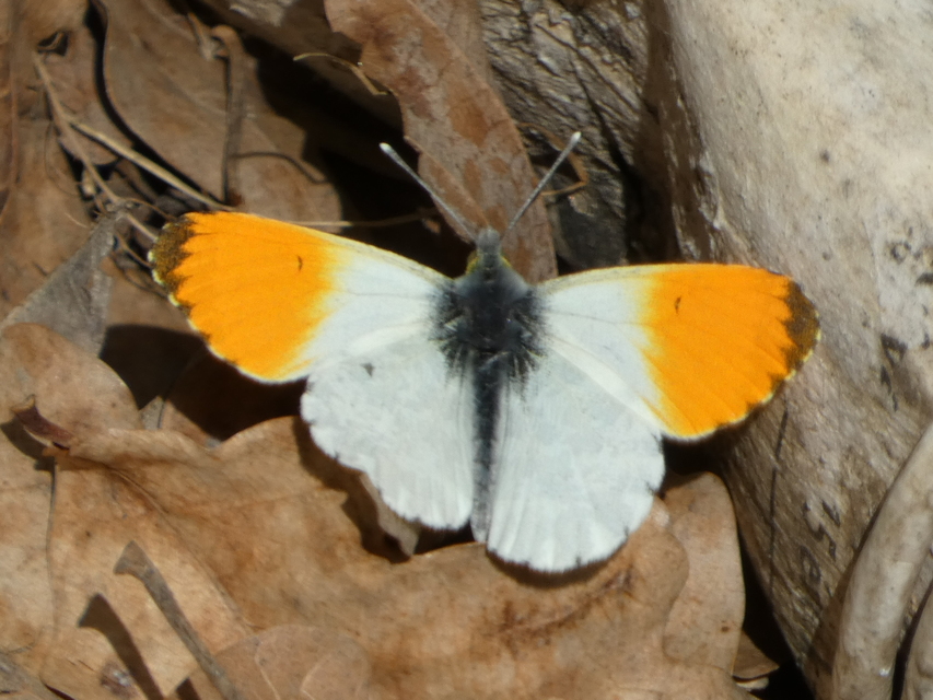 Anthocharis cardamines - hajnalpírlepke