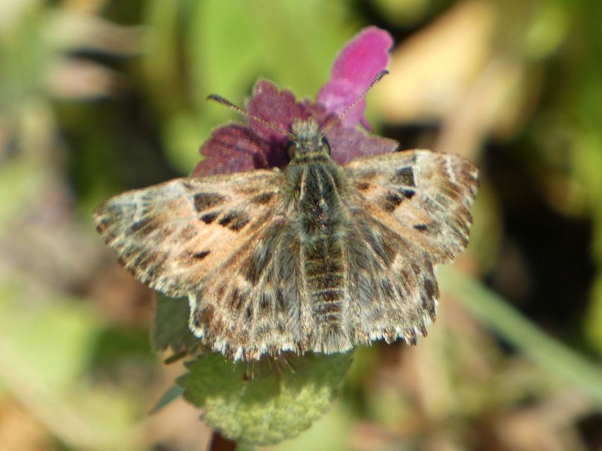 Carcharodus alceae - mályva-busalepke