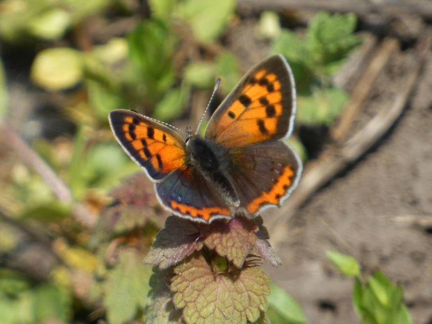 Lycaena phlaeas - közönséges tűzlepke