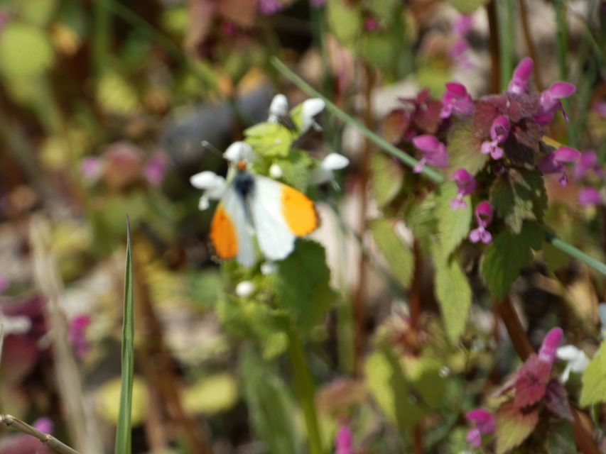 Anthocharis cardamines - hajnalpírlepke