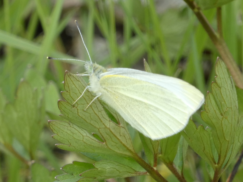 Pieris rapae - répalepke