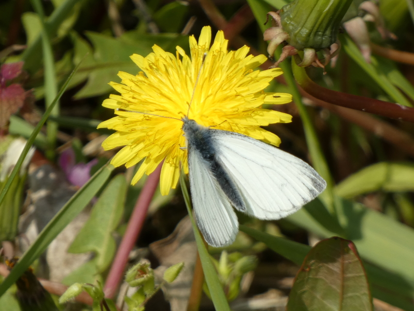 Pieris napi - repcelepke