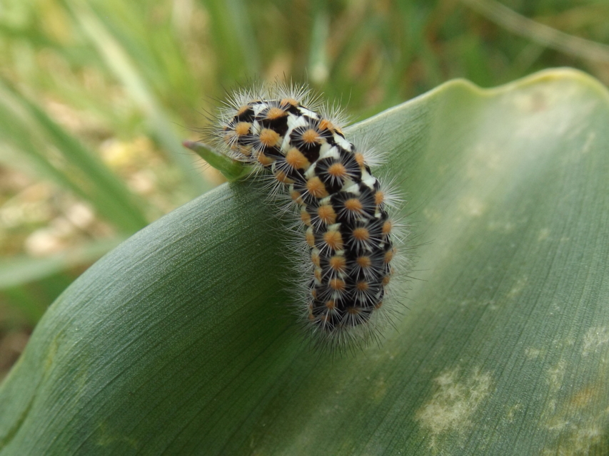 Pentophera morio - réti gyapjaslepke