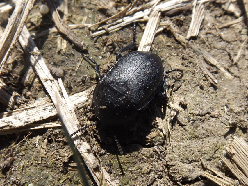 Ablattaria laevigata - sima csigarabló