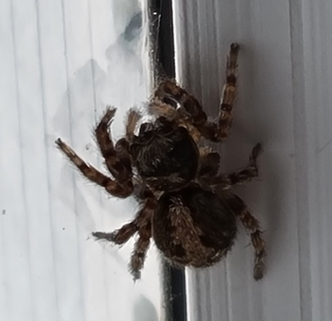 Pseudeuophrys lanigera - szobai ugrópók