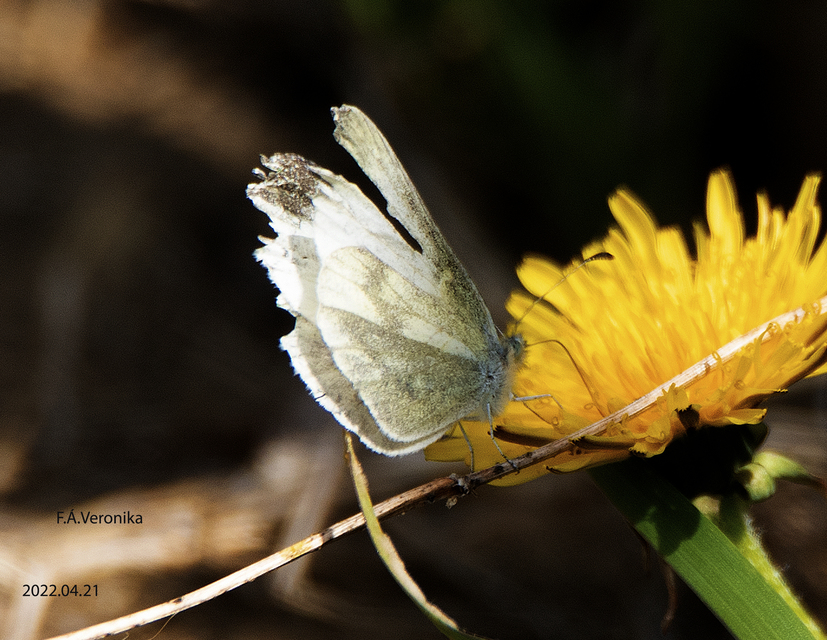 Leptidea sinapis/juvernica