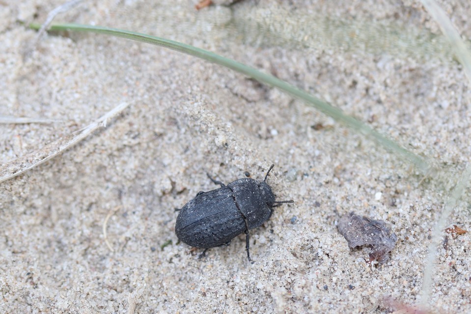 Opatrum sabulosum - sároshátú gyászbogár