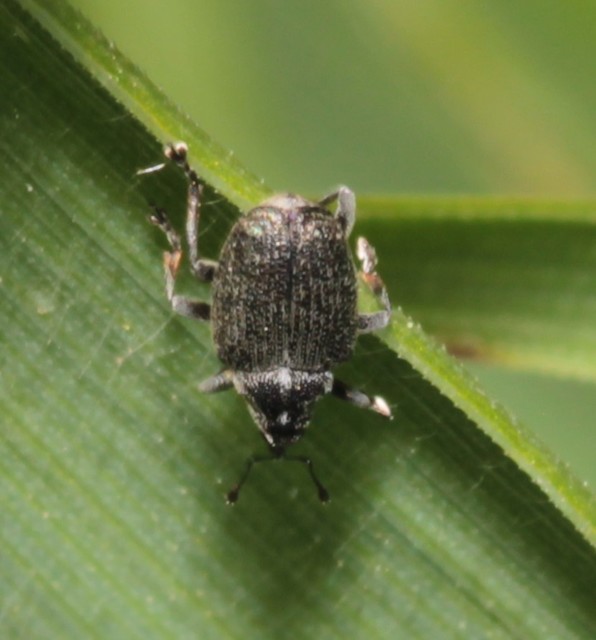 Ceutorhynchus obstrictus - repcebecő-ceutormányos
