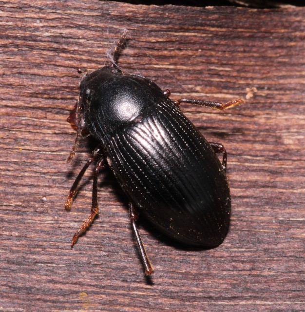 Nalassus dermestoides - rövidszárnyú gyászbogár