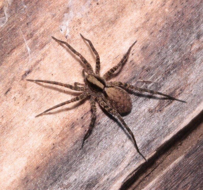 Pardosa