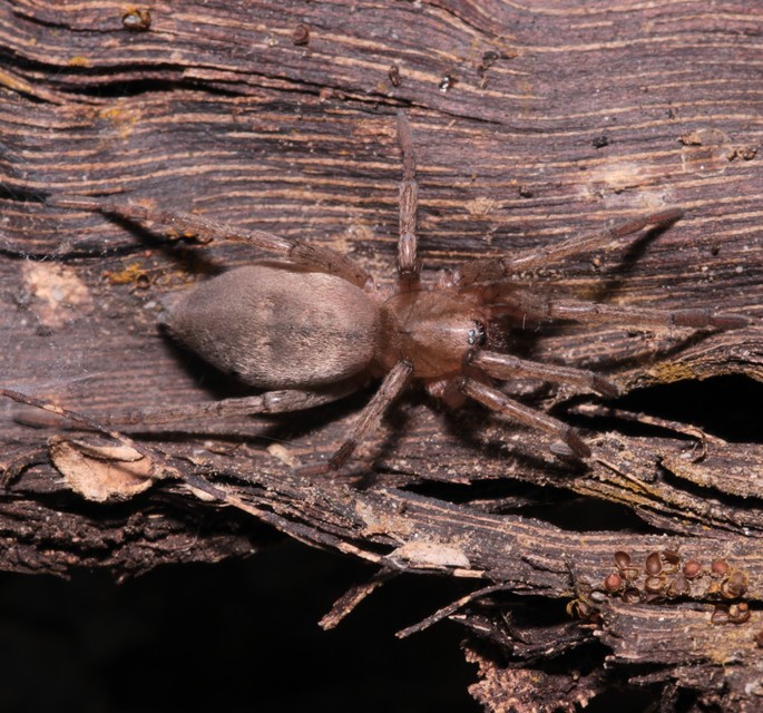 Drassodes/Drassodex