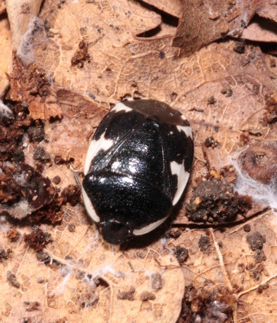 Tritomegas sexmaculatus - hatfoltos földipoloska