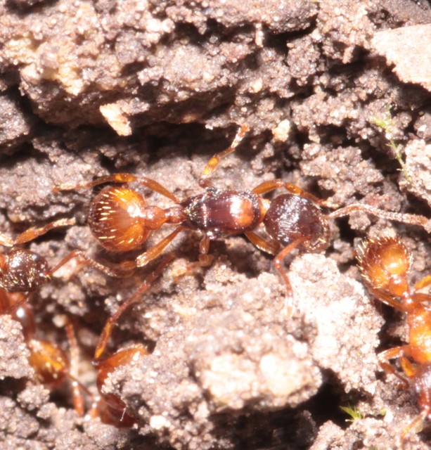 Myrmica rubra - közönséges bütyköshangya