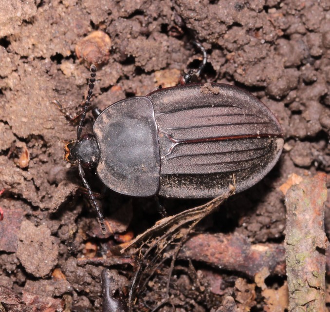 Silpha carinata - karimás dögbogár