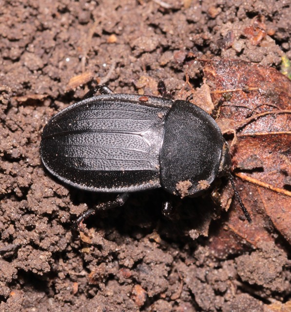 Silpha obscura - közönséges dögbogár