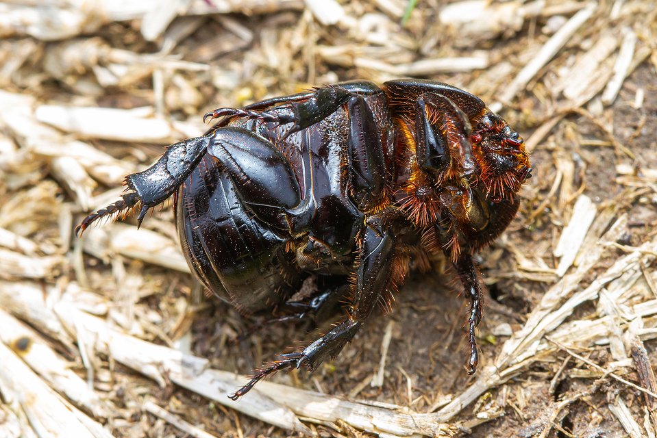 Pentodon idiota - butabogár