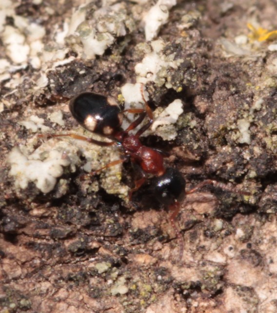 Dolichoderus quadripunctatus - négypettyes erdeihangya