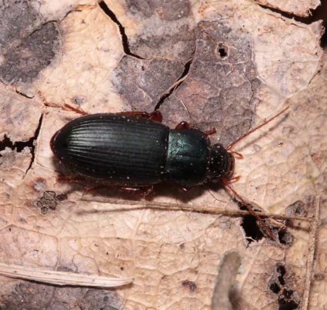 Ophonus laticollis - erdei bársonyfutó