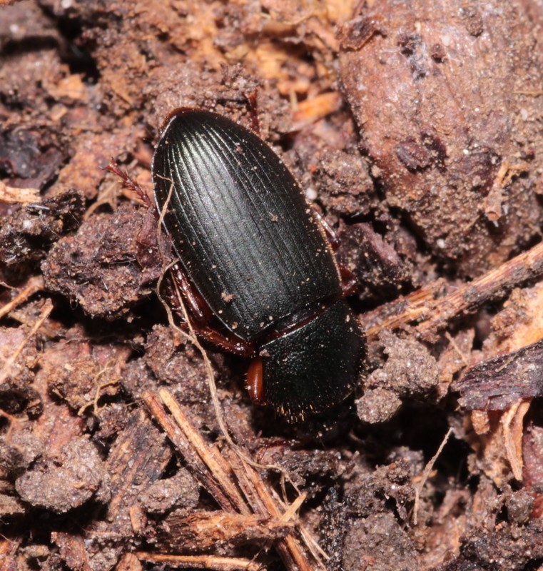 Ophonus laticollis - erdei bársonyfutó