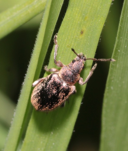 Phyllobius pyri - gyümölcsfa-levélormányos