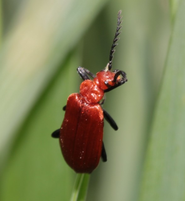 Pyrochroa serraticornis - közép-bíborbogár