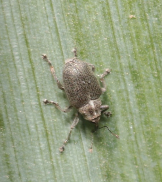 Ceutorhynchus obstrictus - repcebecő-ceutormányos