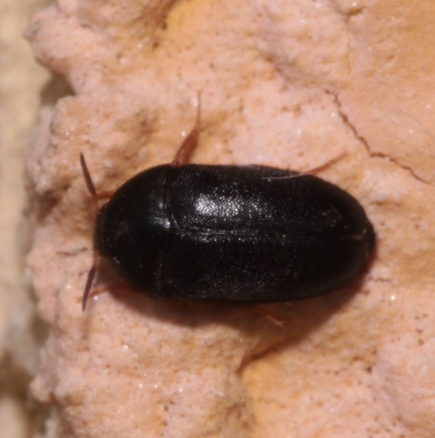 Attagenus brunneus - barna szűcsbogár