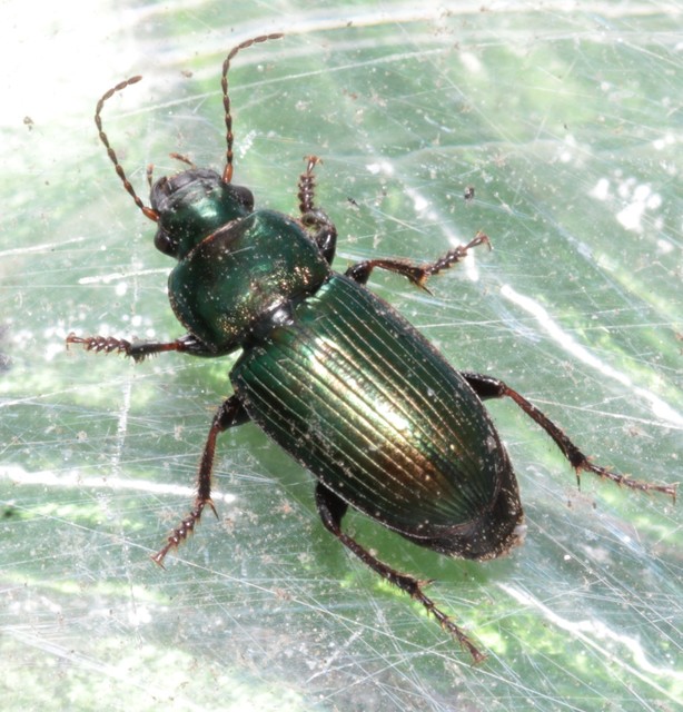 Harpalus distinguendus - mezei lomhafutó