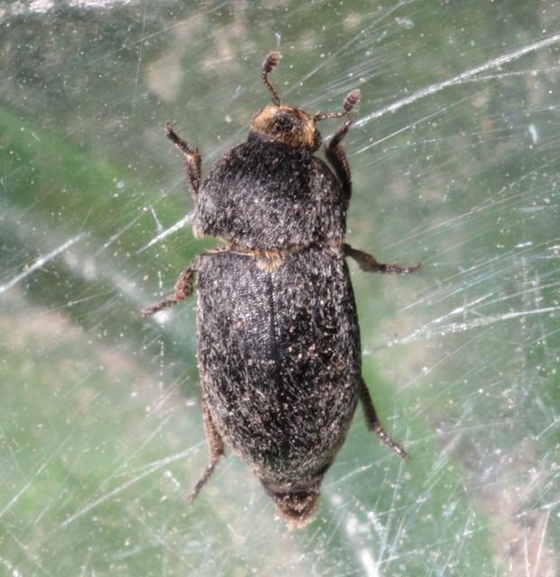 Dermestes laniarius - gyászos porva