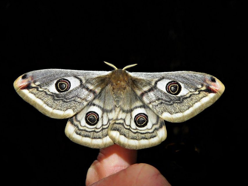 Saturnia pavoniella/pavonia