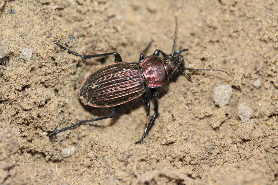 Carabus ulrichii - rezes futrinka