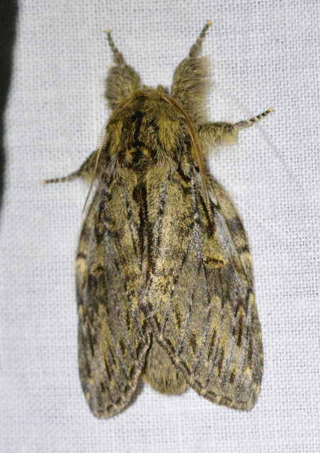 Peridea anceps - füstös púposszövő